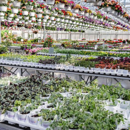 Canoyer Garden Center