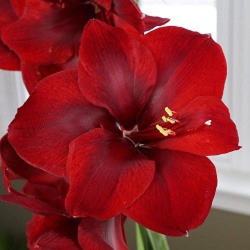 Amaryllis